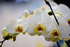 Branche d'orchidée