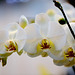 Branche d'orchidée