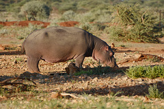 Namibia, Hippopotamus at Watering Place