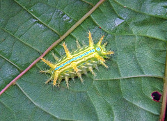Limacodid caterpillar
