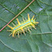 Limacodid caterpillar