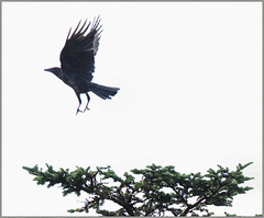 Crow lifting off