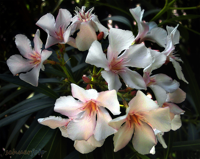 Blütenpracht Oleander
