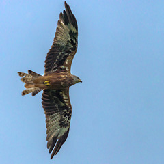 Welsh Kite in Flight