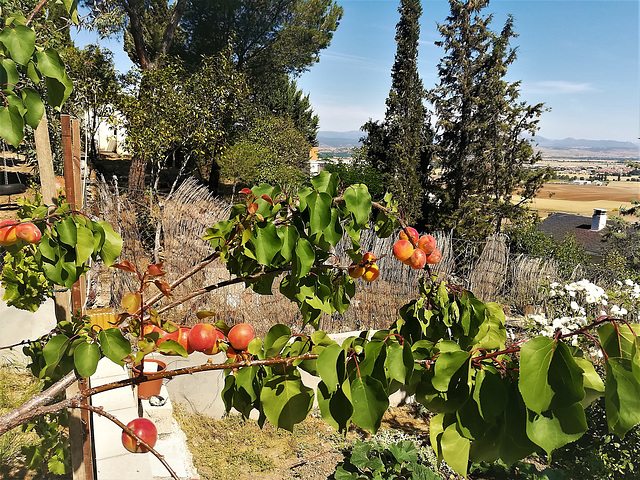 Apricot tree, Valderrey, Algete, Madrid.