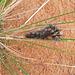 caterpillar Arid lands Botanical Gardens Port Augusta
