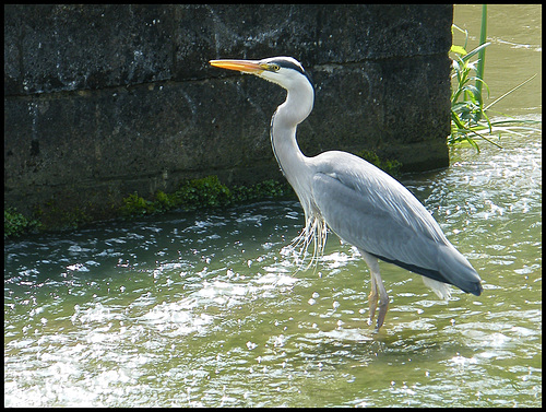 heron in the weir