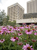 Echinacea in the City