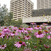 Echinacea in the City