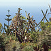 Funchal - Der "Jardim Botânico" (09)