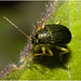 IMG 7330 Beetle