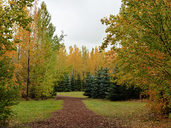 A colourful walk through the woods