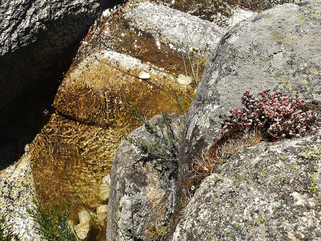 Mountain stream, granite and stonecrop