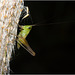 IMG 7337 Grasshopperv2-1