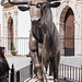 Bull in Grazalema, Spain