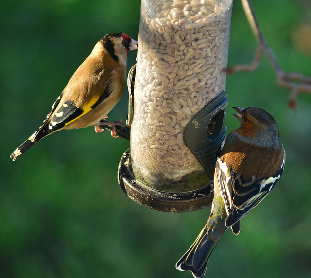 Goldfinch and Chaffinch