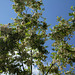 Robinia pseudoacacia (14)