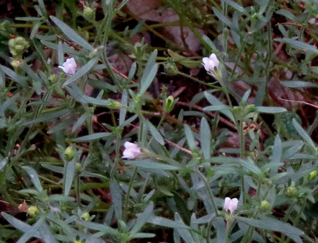 Tiny flowers, don't know what they are