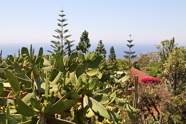 Funchal - Der "Jardim Botânico" (13)