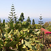 Funchal - Der "Jardim Botânico" (13)