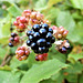 Lovely juicy blackberry