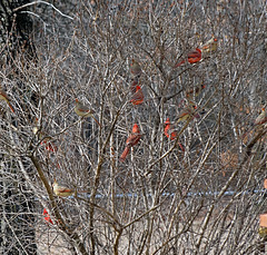 Count the Cardinals !
