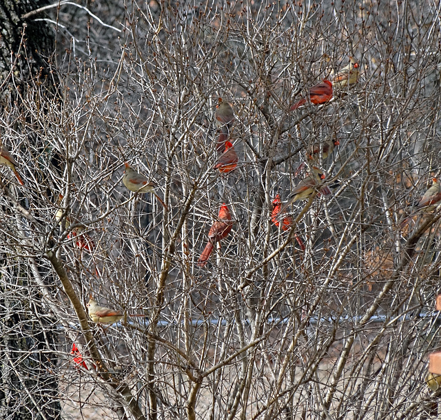 Count the Cardinals !