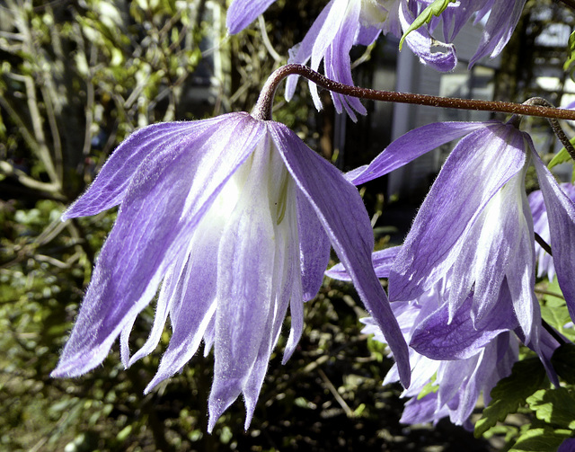 Clematis 'Wesselton'  flowering