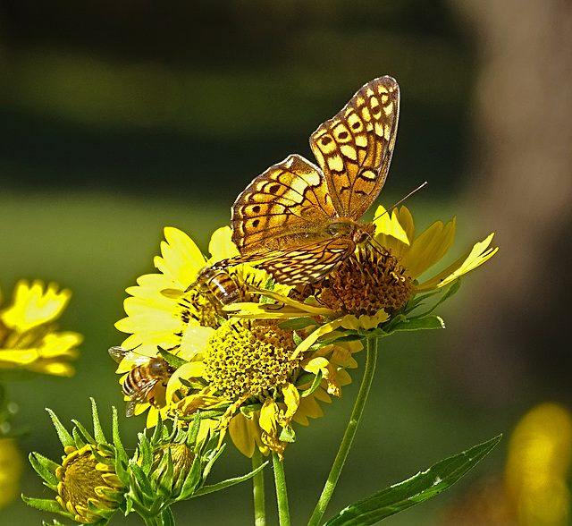 Variegated Fritillary (Euptoieta claudia) & 2 Honey Bees & a Cucumber Beetle