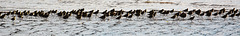 Birds.....all in a row