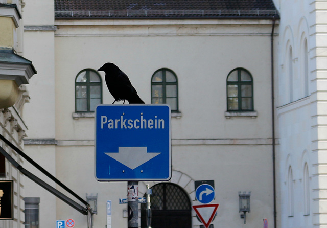 raven parking ticket