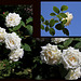 Rosier blanc .. jardin Lecoq... H.A.N.W.E.