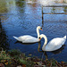 Swans in Shrewsbury