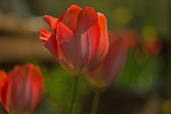 Tulip, Late Afternoon