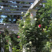 rosier blanc - pergola jardin Lecoq