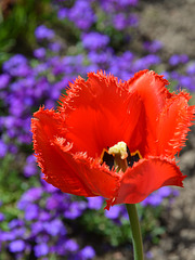 Chrispa Tulip
