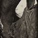 Nashörnchen Savita (Wilhelma)