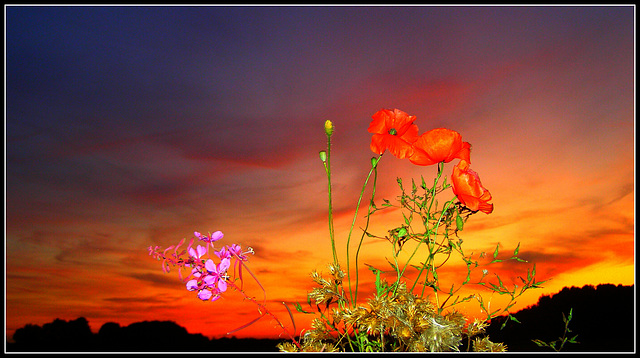 Sunset flowers
