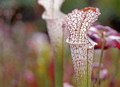 Pitcher Plant, Early Autumn