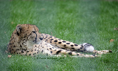 Gepard (Wilhelma)