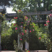 Rosier rose de la pergola - Jardin Lecoq