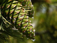Droplets of sap on Limber Pine cones