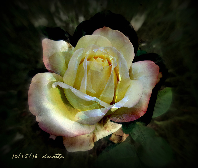 The last October rose