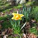 Lone Daffodil