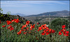 Sierra de La Cabrera, poppies