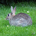Evening Bunny (1) - 19 July 2021