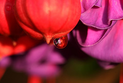 Water droplet on fuchsia