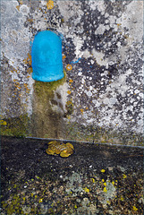 Toad under the blue water pipe!