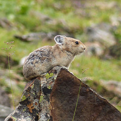 Time for another Pika shot