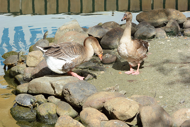 Guatemala, Two Geese and Three Turtles
